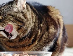 Wet Food atau Dry Food: Mana yang Lebih Unggul untuk Kucing Anda?