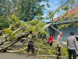 Pohon Tumbang Tutup Jalan Nasional di Cikelet Garut